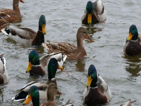 Happy Ducks Swimming Stock Footage 73548950