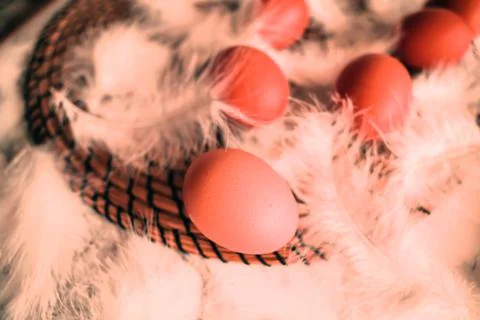 Happy Easter background, chicken eggs Stock Photos