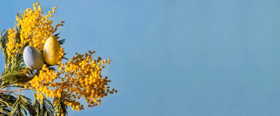 Happy Easter banner template with Easter eggs and mimosa flower on blue Stock Photos