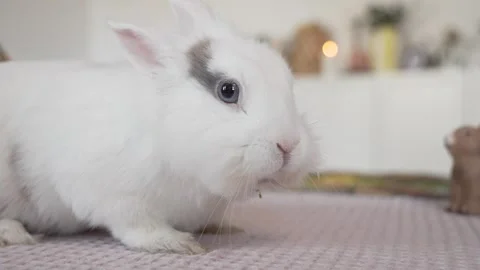 Happy Easter. Beautiful Easter bunny. Stock Footage 306023633