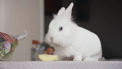 Happy Easter. Beautiful Easter bunny. Stock Footage 306023833