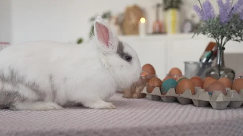 Happy Easter. Beautiful Easter bunny. Stock Footage 306024061