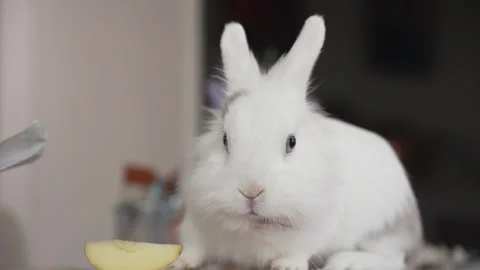 Happy Easter. Beautiful Easter bunny. Stock Footage 306024177