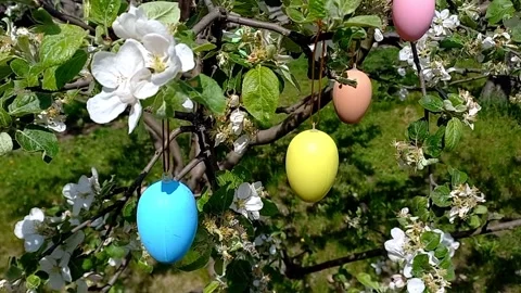 Happy easter. blossoming tree decorated with decorative Easter eggs Stock Footage 260574848