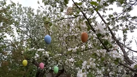 Happy easter. blossoming tree decorated with decorative Easter eggs. Video stock 260574919