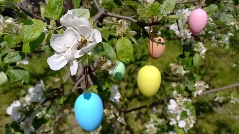 Happy easter. blossoming tree decorated with decorative Easter eggs. Stock Footage 260574950