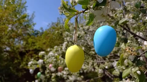 Happy easter. blossoming tree decorated with Easter eggs in yellow and blue. Stock Footage 260576156
