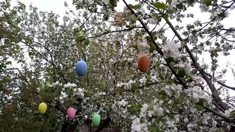 Happy easter. blossoming tree decorated with decorative Easter eggs. Stock Footage 260651732