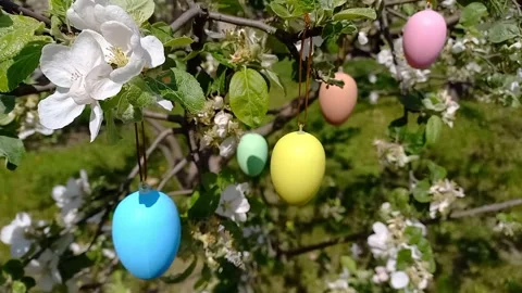 Happy easter. blossoming tree decorated with decorative Easter eggs. Stock Footage 261854981