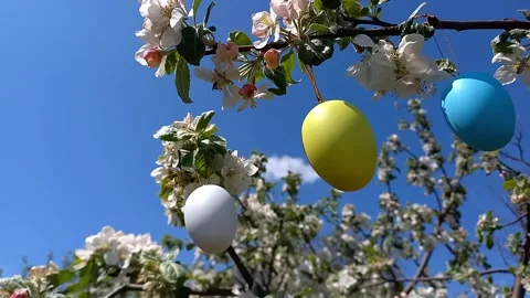 Happy easter. blossoming tree decorated with decorative Easter eggs. Stock Footage 263592378