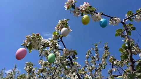 Happy easter. Branches of flowering tree, decorated with decorative Easter eggs Stock Footage 260574961