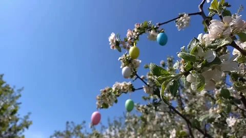 Happy easter. Branches of flowering tree, decorated with decorative Easter eggs Stock Footage 261855008