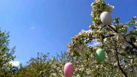 Happy easter. Branches of flowering tree, decorated with decorative Easter eggs Stock Footage 263592181