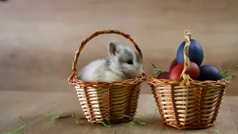 Happy easter, bunny in a basket Stock Footage 79000581