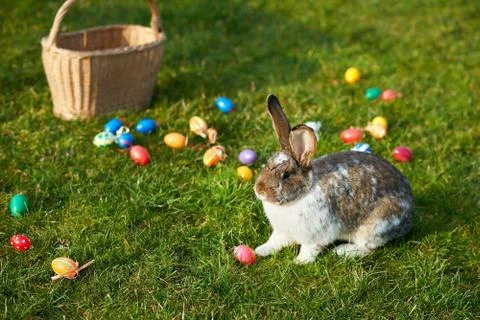 Happy easter bunny with eggs Stock Photos