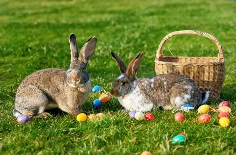 Happy easter bunny with eggs Stock Photos