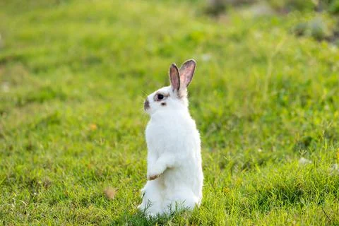 Happy Easter Bunny with grass at nature. Stock Photos