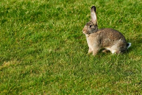 Happy easter bunny Stock Photos