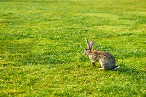 Happy easter bunny Stock Photos