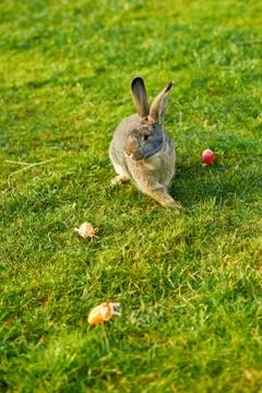 Happy easter bunny Stock Photos