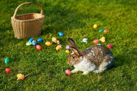 Happy easter bunny Stock Photos