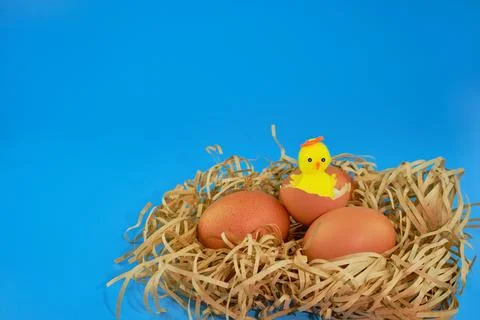 A happy Easter chicken sits on an eggshell, two eggs next to it. Easter nest Stock Photos