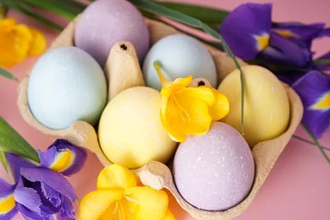 Happy Easter concept. Colorful Easter eggs in a tray and flowers on a pink ba Stock Photos