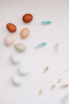Happy Easter concept. Fresh chicken eggs of natural shades and colors on a white Stock Photos