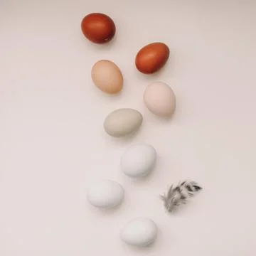 Happy Easter concept. Fresh chicken eggs of natural shades and colors on a white Stock Photos