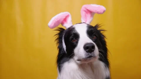 Happy Easter concept. Funny puppy dog border collie wearing easter bunny ears Stock Footage 168878102