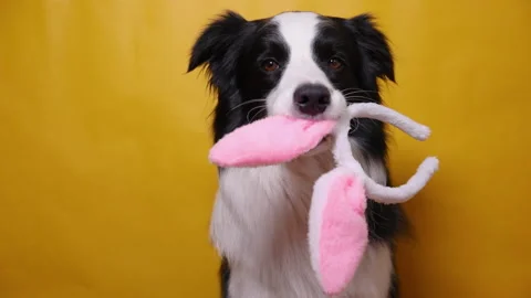 Happy Easter concept. Funny puppy dog border collie holding easter bunny ears in Stock Footage 168986876