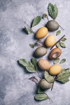 Happy easter concept. Multicolored easter painted eggs and branches with leav Stock Photos