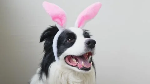 Happy Easter concept. Preparation for holiday. Cute funny puppy dog border Stock Footage 292154779