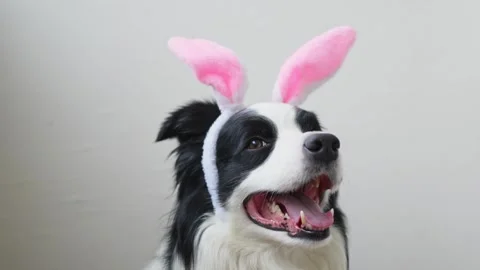 Happy Easter concept. Preparation for holiday. Cute funny puppy dog border Stock Footage 297973844