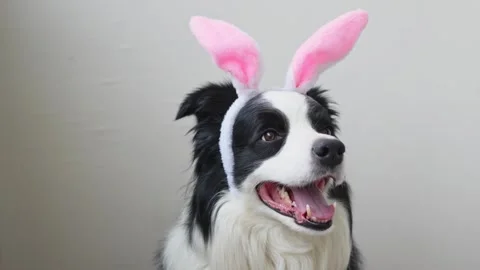 Happy Easter concept. Preparation for holiday. Cute funny puppy dog border Stock Footage 304551892