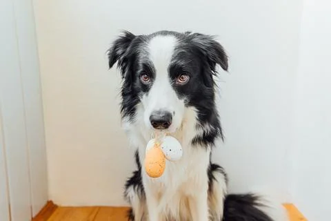 Happy Easter concept. Preparation for holiday. Cute puppy dog border collie h Stock Photos