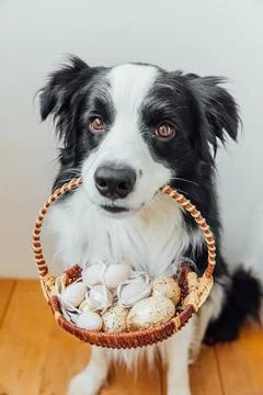 Happy Easter concept. Preparation for holiday. Cute puppy dog border collie.. Stock Photos