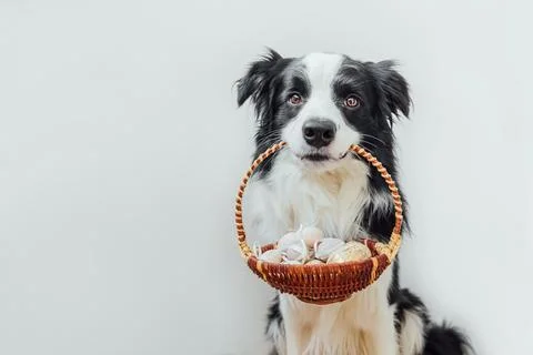 Happy Easter concept. Preparation for holiday. Cute puppy dog border collie.. Stock Photos