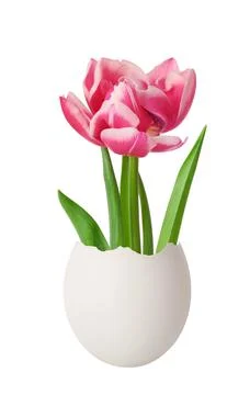 Happy Easter creative concept. Pink tulip from an egg isolated on white Stock Photos