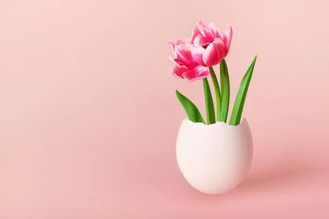 Happy Easter creative concept. Pink tulip flower in white egg on pink background Stock Photos