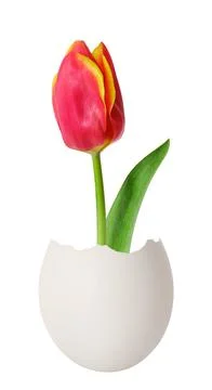 Happy Easter creative concept. Red tulip from an egg isolated on white Stock Photos