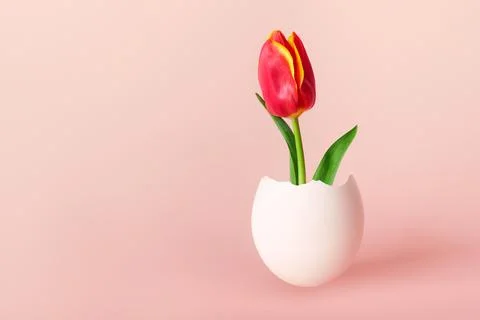 Happy Easter creative concept. Red tulip flower in white egg on pink background Stock-Fotos