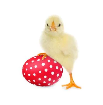 Happy Easter. Cute chick and painted egg isolated on white Stock Photos