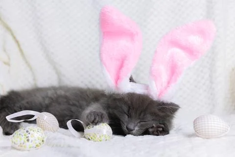 Happy easter. A cute gray kitten in bunny ears lies next to Easter eggs. Funny Stock Photos