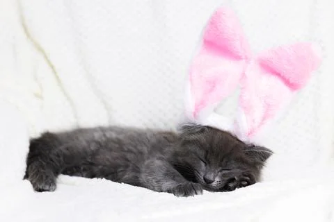Happy easter. A cute gray kitten in a hare sleeps on a beige bedspread. Funny Foto stock