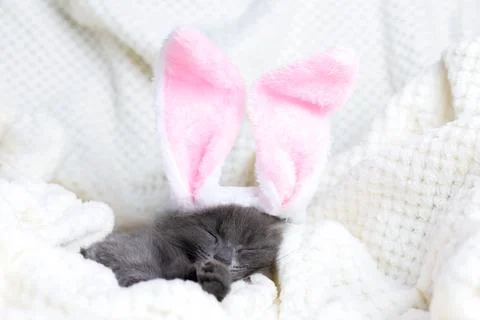 Happy easter. A cute gray kitten in a hare sleeps on a beige bedspread. Funny Stock Photos