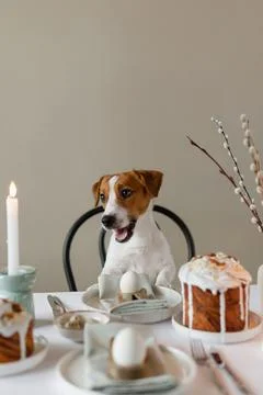 Happy Easter! Cute Jack Russell Terrier dog sitting at served Easter table Stock Photos