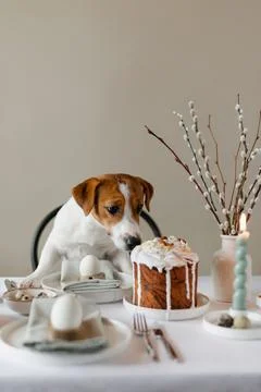 Happy Easter! Cute Jack Russell Terrier dog sitting at served Easter table Stock Photos