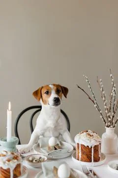 Happy Easter! Cute Jack Russell Terrier dog sitting at served Easter table Stock Photos