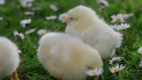 Happy Easter. Cute newborn yellow chicks are walking on green grass Stock Footage 179503804